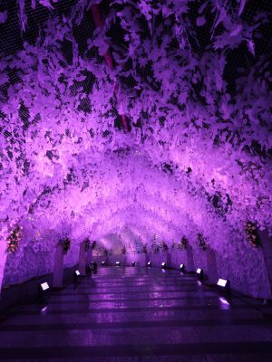 69115161_420808065205728_6108841738695081984_o